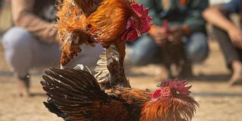 Hiểu rõ hơn về thuật ngữ đá gà tại nhà cái 